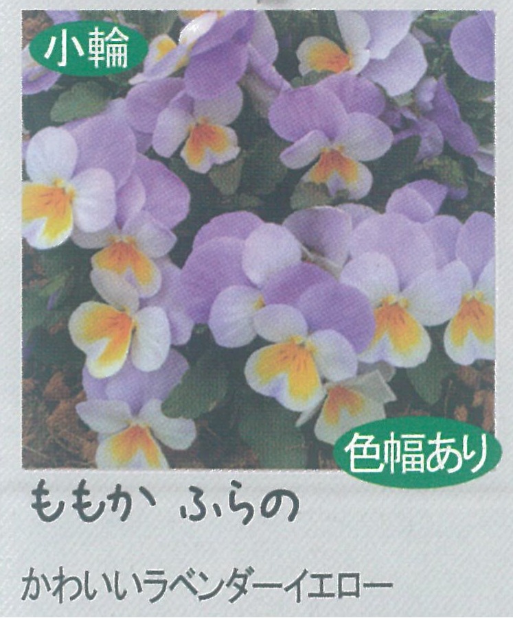【先行予約商品】【産直】【送料1/2】ビオラ ももか ふらの 3.5号24入り